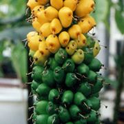 Image of Amorphophallus laoticus  Hett..