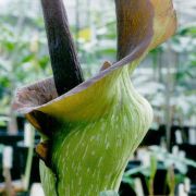 Image of Amorphophallus laoticus  Hett..