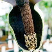 Image of Amorphophallus laoticus  Hett..