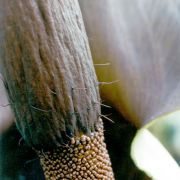 Image of Amorphophallus laoticus  Hett..