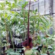 Image of Amorphophallus laoticus  Hett..