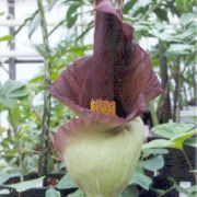 Image of Amorphophallus laoticus  Hett..