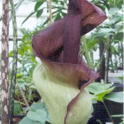 Image of Amorphophallus laoticus  Hett..