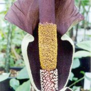 Image of Amorphophallus laoticus  Hett..