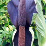 Image of Amorphophallus laoticus  Hett..