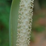 Image of Amorphophallus latifolius  (Serebryanyi) Hett. & C. Claudel.