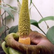 Image of Amorphophallus lewallei  Malaisse & Bamps.