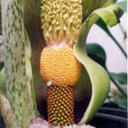 Image of Amorphophallus lewallei  Malaisse & Bamps.