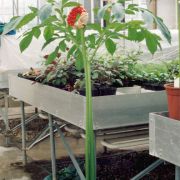 Image of Amorphophallus lewallei  Malaisse & Bamps.