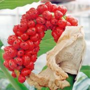 Image of Amorphophallus lewallei  Malaisse & Bamps.