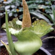 Image of Amorphophallus lewallei  Malaisse & Bamps.