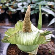 Image of Amorphophallus lewallei  Malaisse & Bamps.