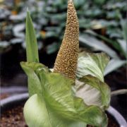 Image of Amorphophallus lewallei  Malaisse & Bamps.