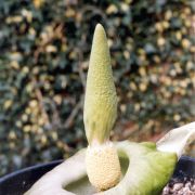 Image of Amorphophallus lewallei  Malaisse & Bamps.