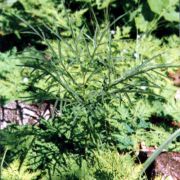 Image of Amorphophallus linearis  Gagn..