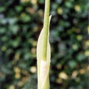 Image of Amorphophallus linearis  Gagn..