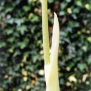 Image of Amorphophallus linearis  Gagn..