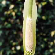 Image of Amorphophallus linearis  Gagn..