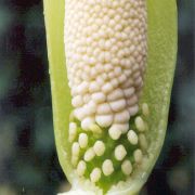 Image of Amorphophallus linearis  Gagn..