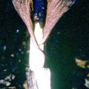 Image of Amorphophallus linguiformis  Hett..