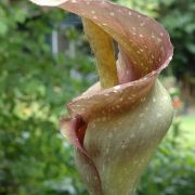 Image of Amorphophallus longicomus  Hett. & Serebryanyi.