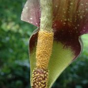 Image of Amorphophallus longicomus  Hett. & Serebryanyi.