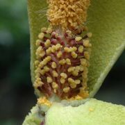 Image of Amorphophallus longicomus  Hett. & Serebryanyi.