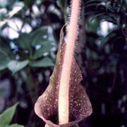 Image of Amorphophallus longicomus  Hett. & Serebryanyi.