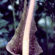 Image of Amorphophallus longicomus  Hett. & Serebryanyi.