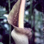 Image of Amorphophallus longicomus  Hett. & Serebryanyi.