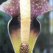 Image of Amorphophallus longicomus  Hett. & Serebryanyi.