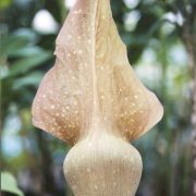 Image of Amorphophallus longicomus  Hett. & Serebryanyi.