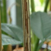 Image of Amorphophallus longiconnectivus  Bogn..