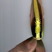 Image of Amorphophallus longiconnectivus  Bogn..