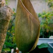 Image of Amorphophallus longiconnectivus  Bogn..