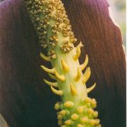 Image of Amorphophallus longiconnectivus  Bogn..