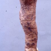 Image of Amorphophallus longituberosus  (Engl.) Engl. & Gehrm..