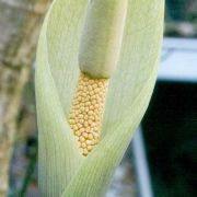 Image of Amorphophallus longituberosus  (Engl.) Engl. & Gehrm..