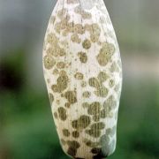 Image of Amorphophallus longituberosus  (Engl.) Engl. & Gehrm..
