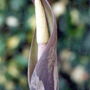 Image of Amorphophallus longituberosus  (Engl.) Engl. & Gehrm..