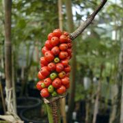 Image of Amorphophallus longituberosus  (Engl.) Engl. & Gehrm..