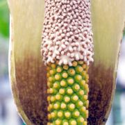 Image of Amorphophallus longituberosus  (Engl.) Engl. & Gehrm..