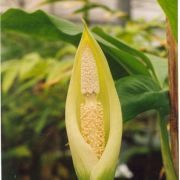 Image of Amorphophallus macrophyllus  (Gagn. ex Serebryanyi) Hett. & C. Claudel.