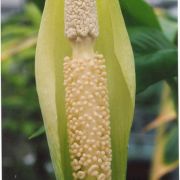 Image of Amorphophallus macrophyllus  (Gagn. ex Serebryanyi) Hett. & C. Claudel.