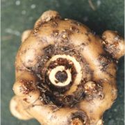 Image of Amorphophallus macrophyllus  (Gagn. ex Serebryanyi) Hett. & C. Claudel.