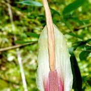 Image of Amorphophallus macrorhizus  Craib.