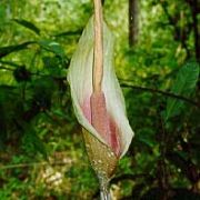 Image of Amorphophallus macrorhizus  Craib.