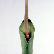 Image of Amorphophallus macrorhizus  Craib.