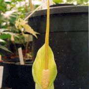 Image of Amorphophallus macrorhizus  Craib.