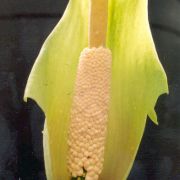 Image of Amorphophallus macrorhizus  Craib.